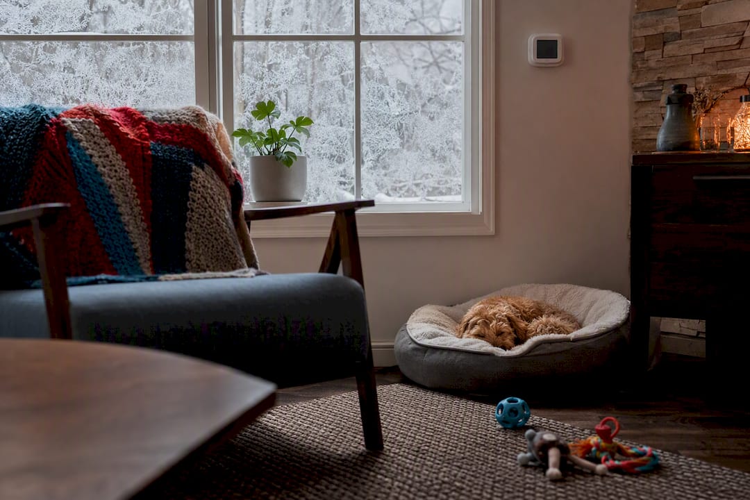 Pet resting in home during winter heating