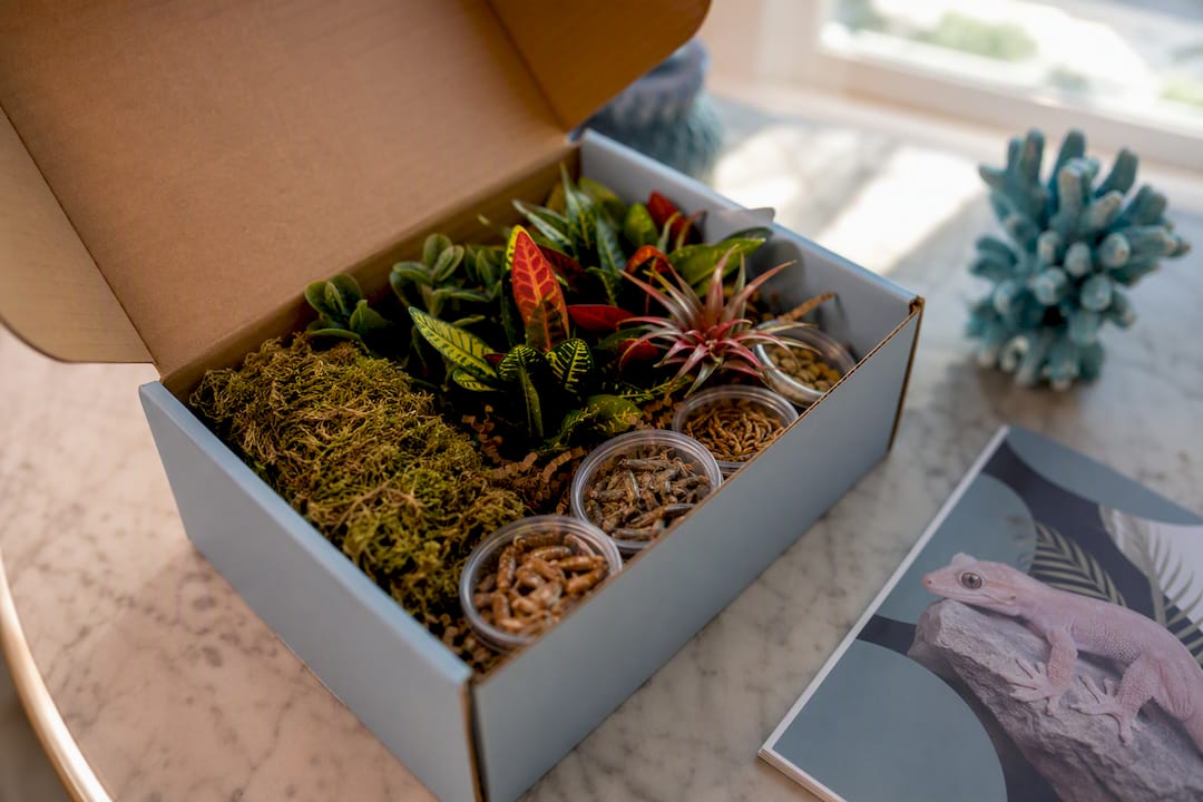 Contents of exotic pet subscription box
