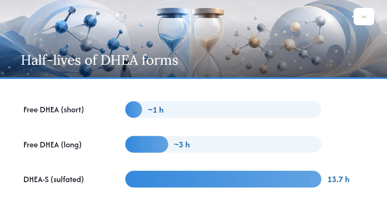 DHEA vs. Pregnenolone: How Your Body Makes Each One — overview diagram