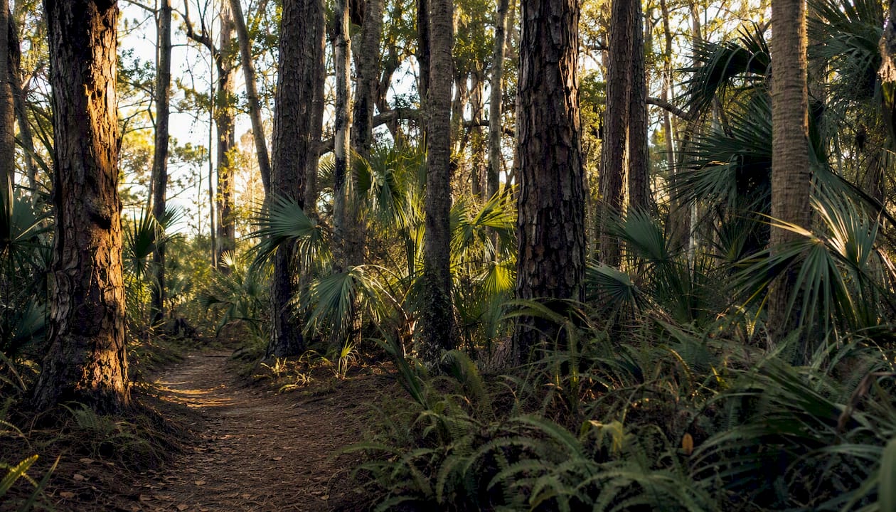 Dense maritime forest corridor on Amelia Island