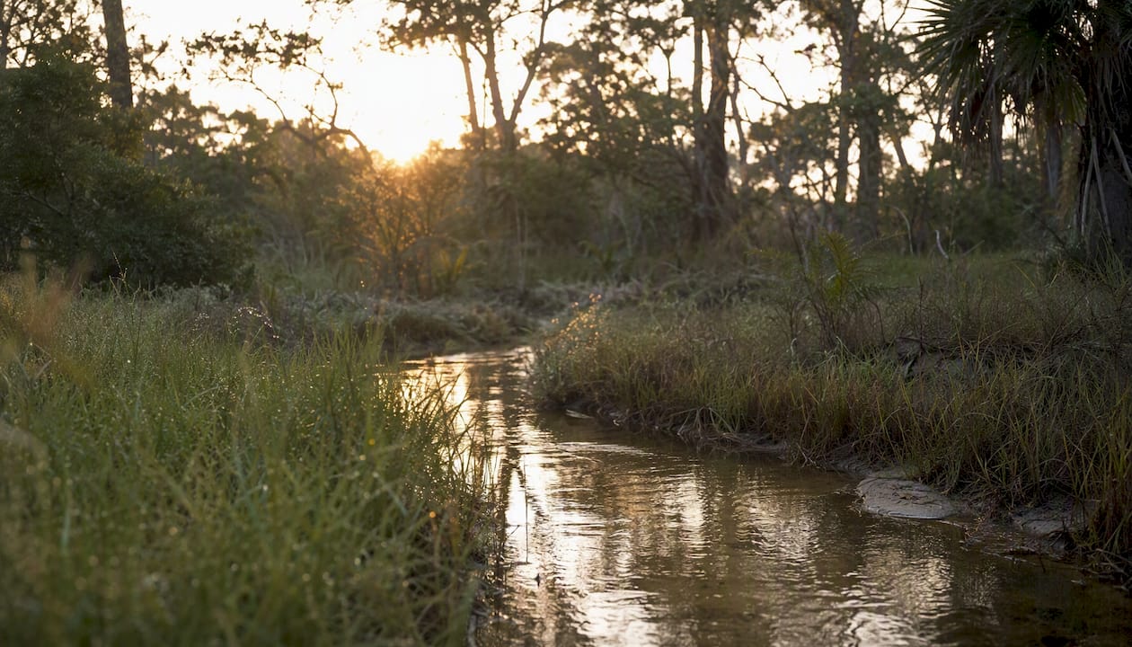 Coastal wetland filtering creek water
