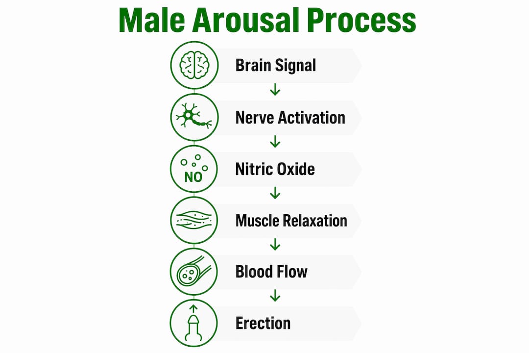 Infographic illustrating stages of male arousal physiology