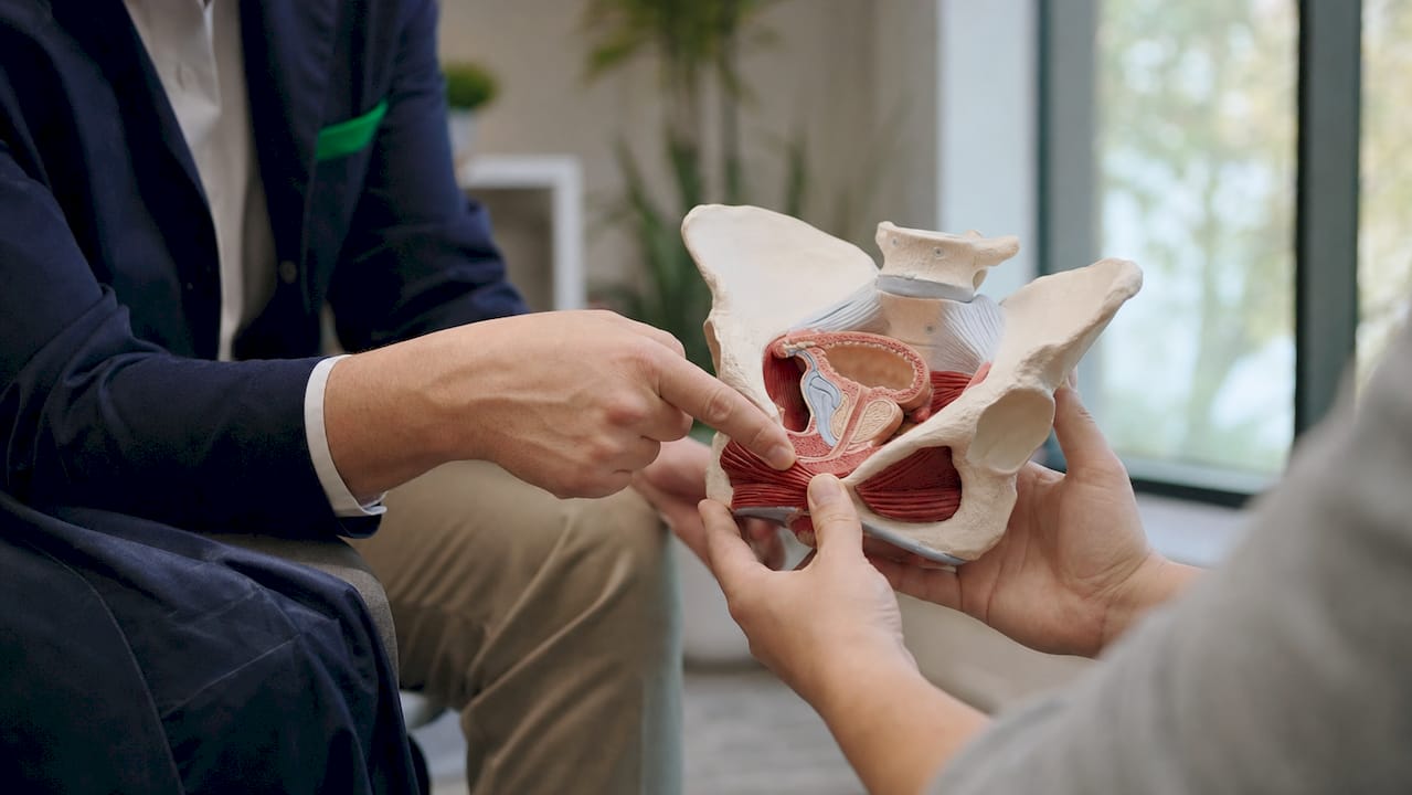 Hands demonstrating pelvic floor anatomy model