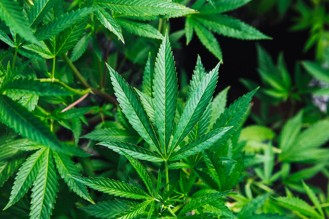 Cultivador evaluando genéticas de cannabis con herramientas especializadas