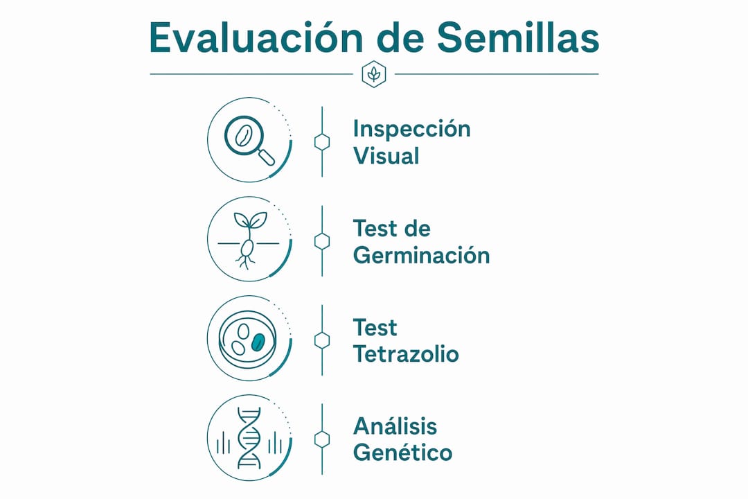 Infografía con los pasos clave para analizar y seleccionar semillas de alto rendimiento