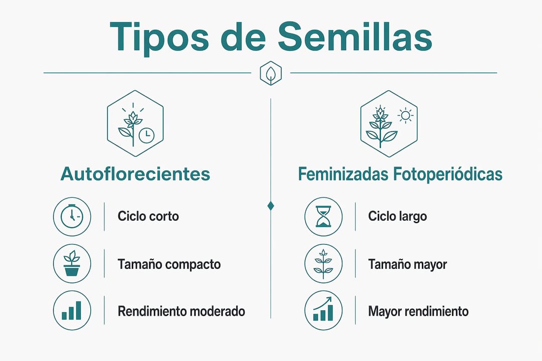 Infografía: diferencias clave entre semillas autoflorecientes y feminizadas