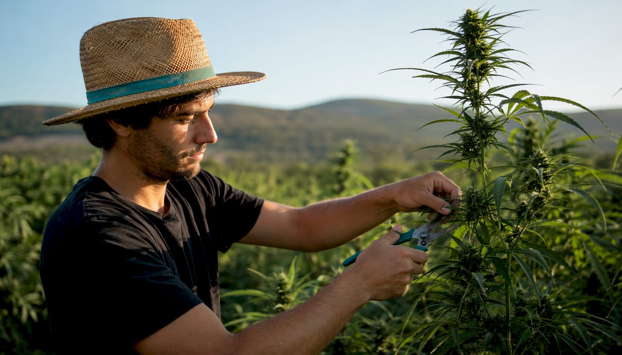 Persona cuidando y podando una planta de sativa al aire libre