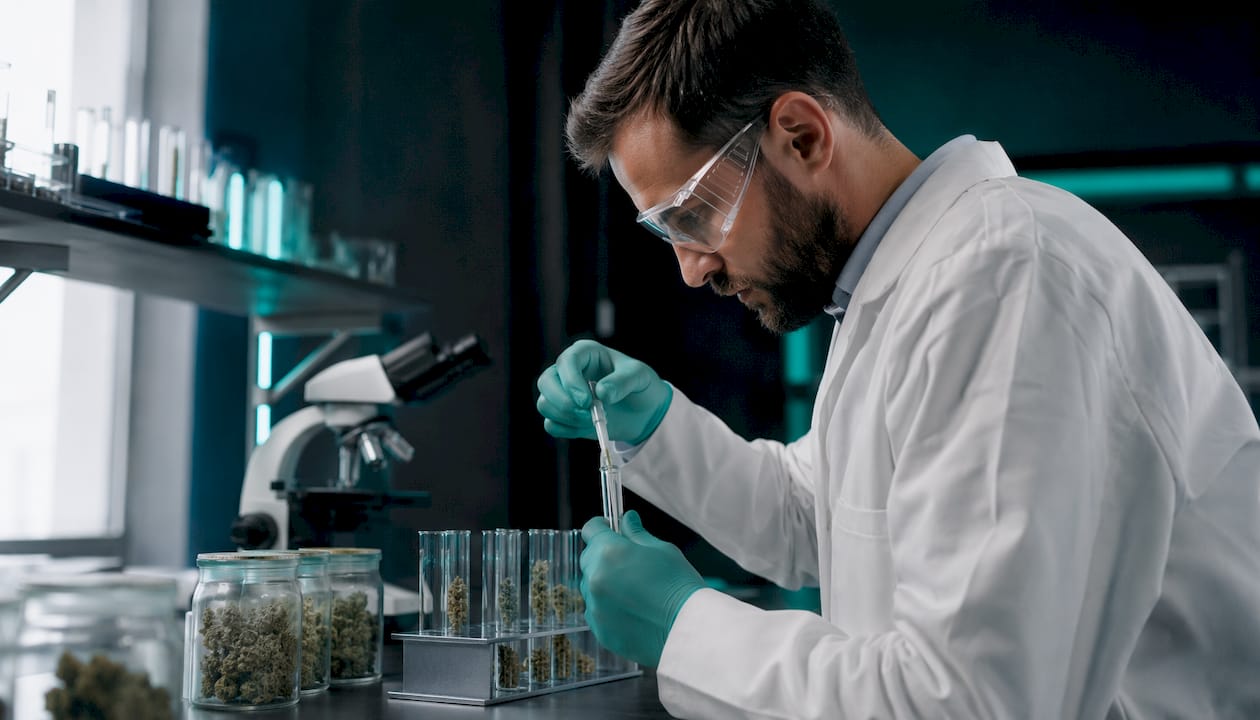 Especialista realiza análisis de muestras de cannabis en el laboratorio.