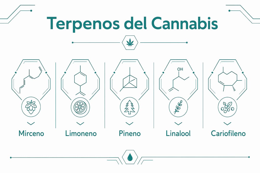 Guía visual sobre los terpenos más destacados y sus principales tipos