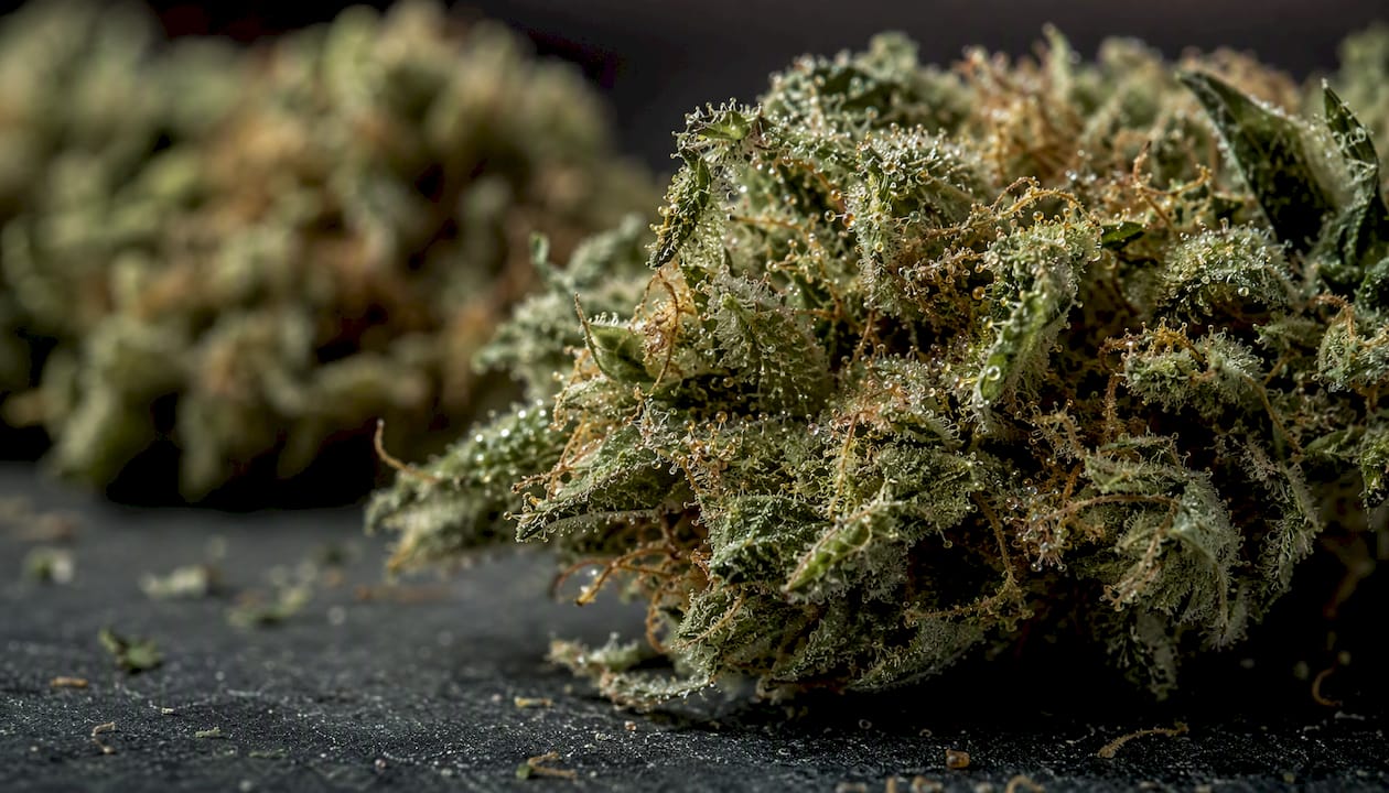 Detalle en primer plano de los tricomas de las flores de cannabis, mostrando tonos ámbar y lechosos.