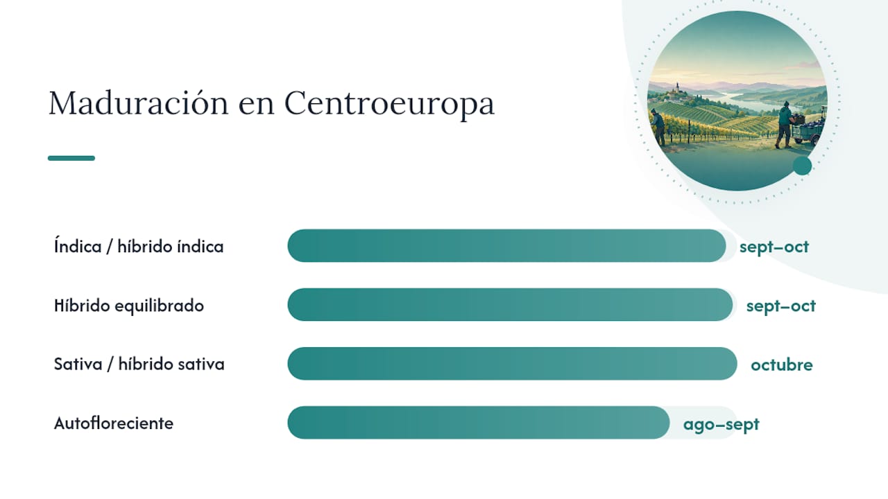 Calendario de maduración de las genéticas de cannabis en Europa