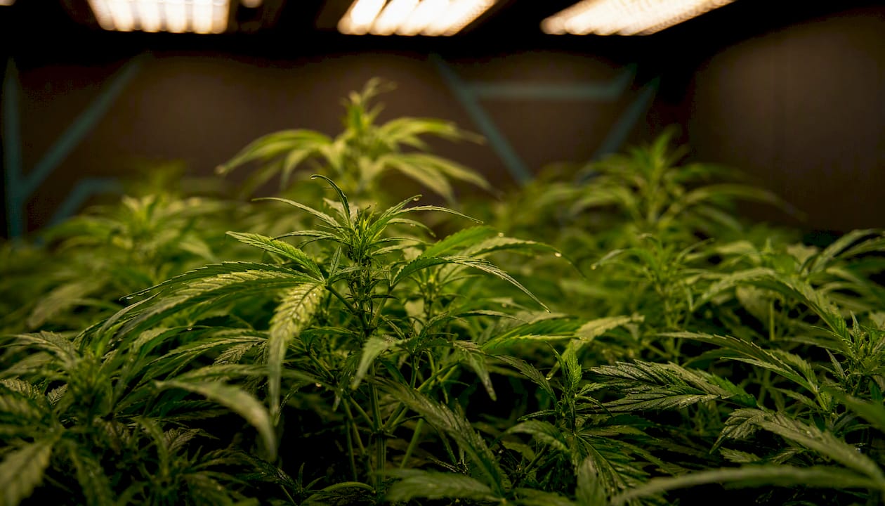 Plantas de cannabis cultivadas en interior, luciendo sanas y vigorosas.