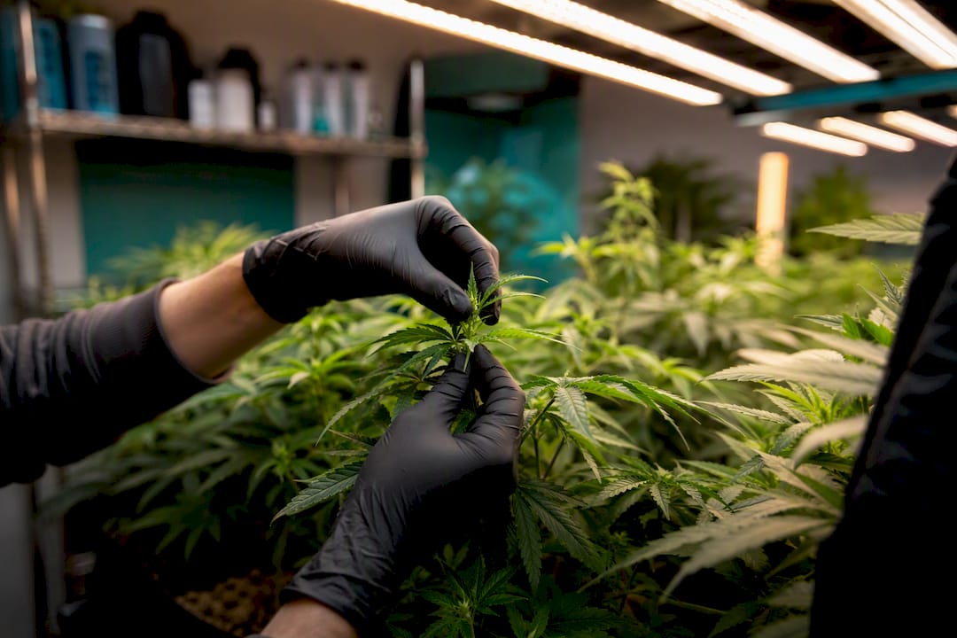 Manos doblando una rama de cannabis para guiar su crecimiento