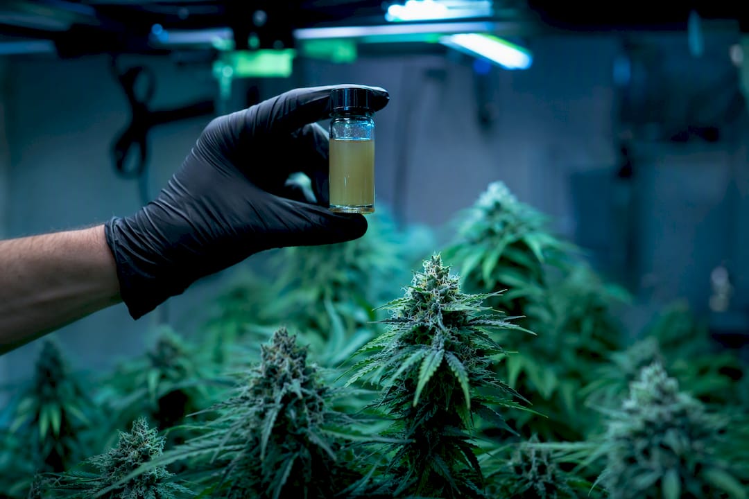 Cannabis floreciendo en un cuarto de cultivo indoor