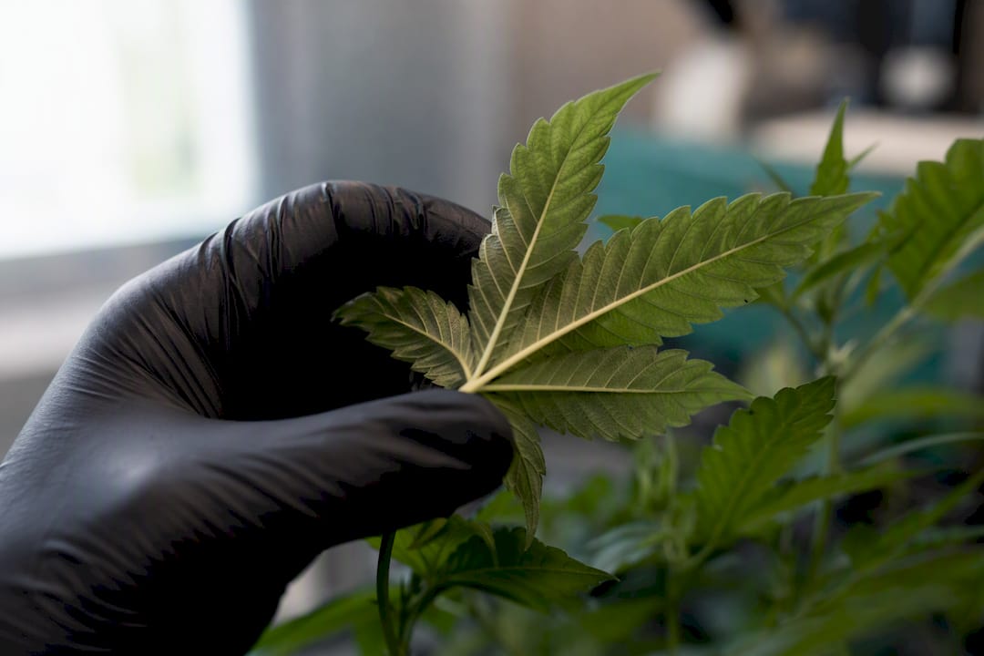 Mano revisando hoja de cannabis en busca de plagas