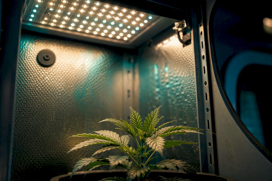 Luz LED iluminando planta en microcultivo