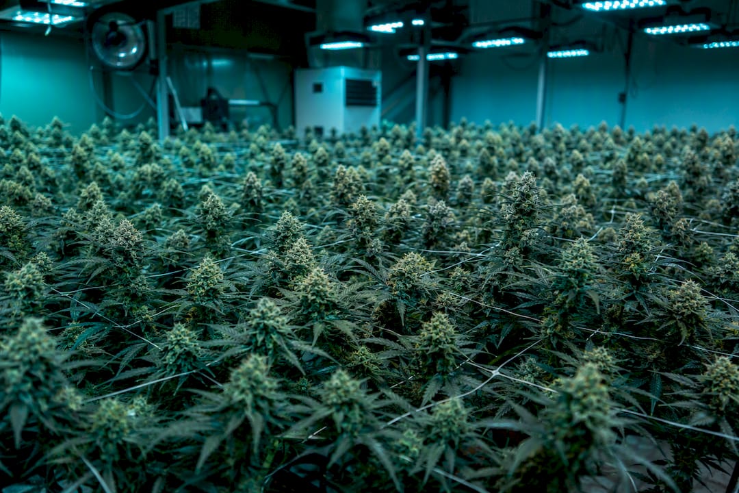 Plantas híbridas de cannabis uniformes bajo luces de cultivo