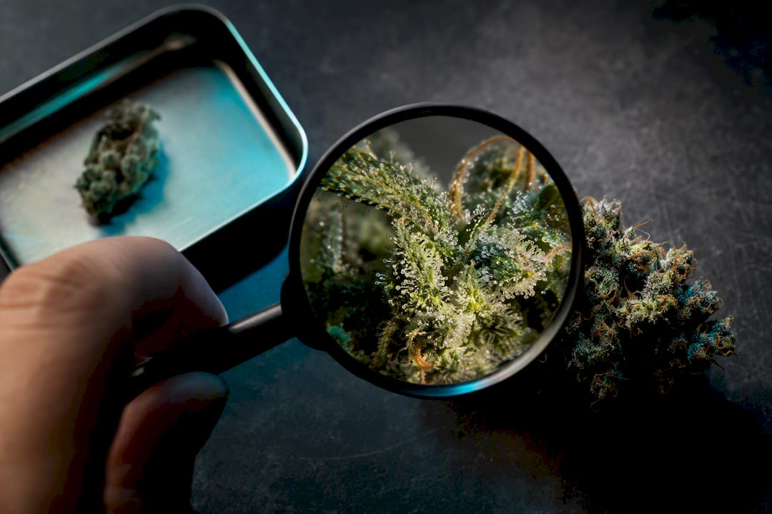 Tricomas de cannabis observados con una lupa