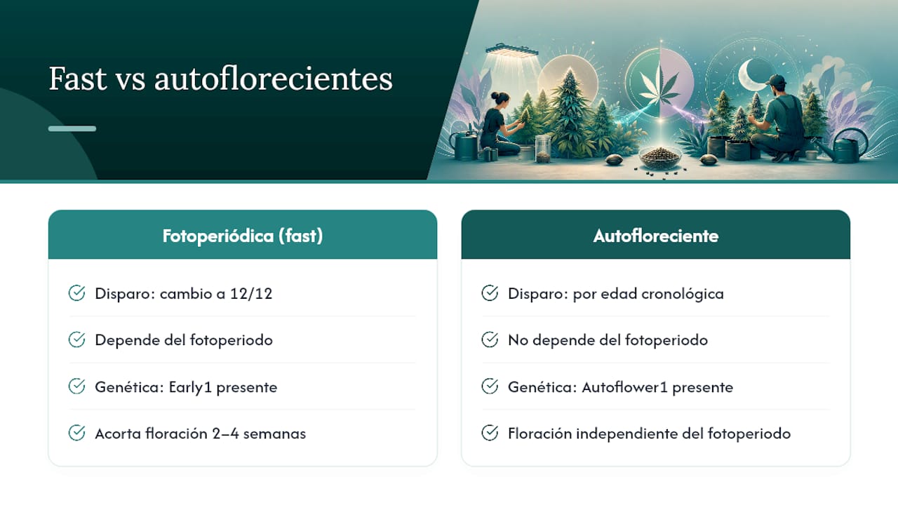 Comparativa entre semillas fast y autoflorecientes