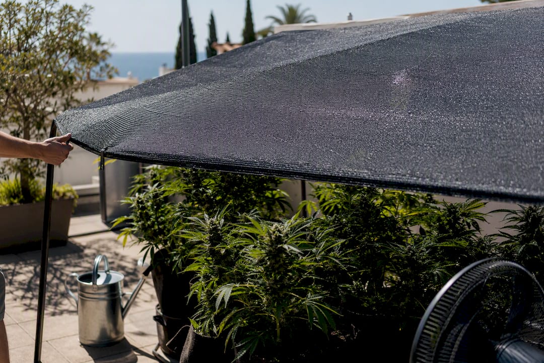 Colocación de malla de sombra sobre el cultivo