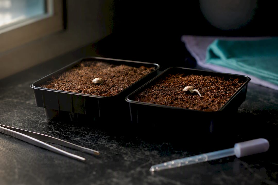 Comparación visual entre dos fases de germinación