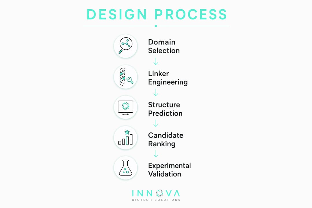 Infographic showing chimeric protein design stages