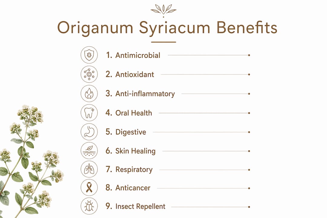 Infographic illustrating key health benefits of Origanum syriacum essential oil