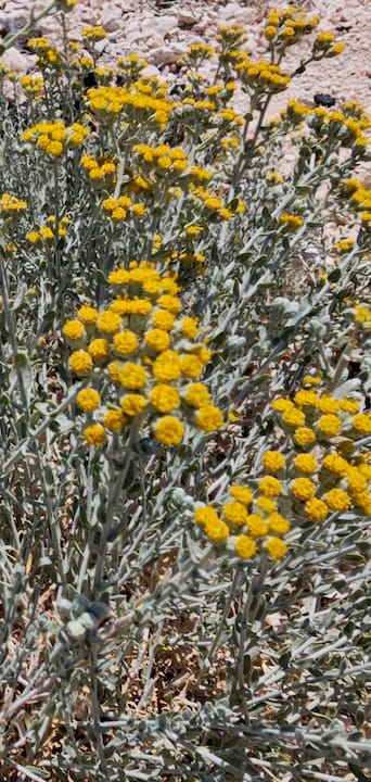 Achillea fragrantissima plant in natural habitat