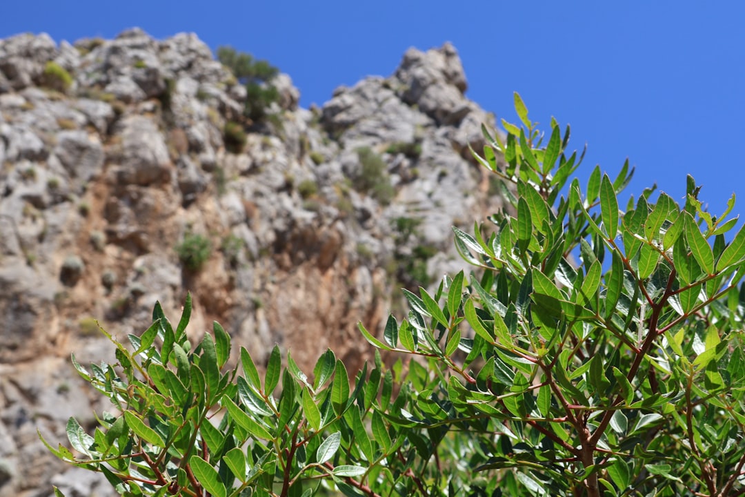 Recommended Image