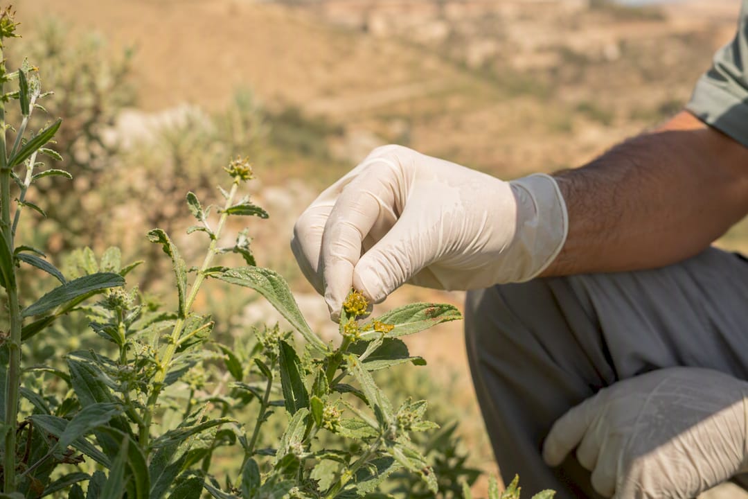 Hand harvesting oleoresin from Inula viscosa leaves