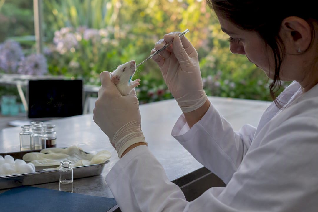 Researcher dosing diabetic rat for antioxidant study