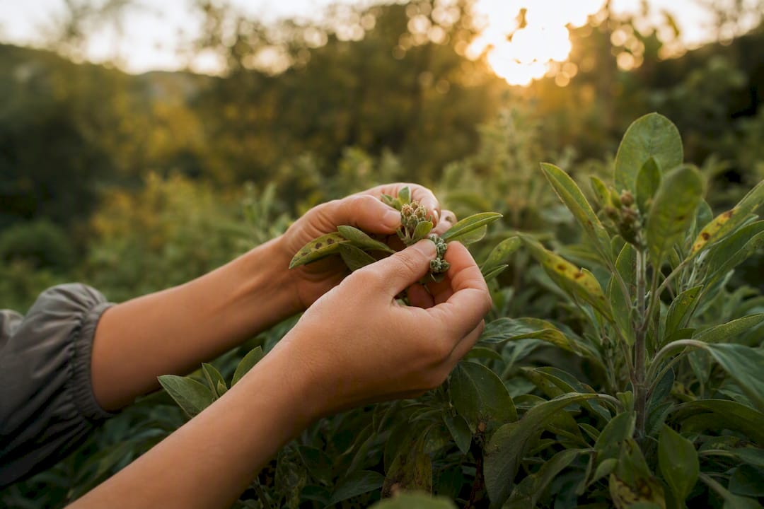 Hands harvesting aromatic plant parts