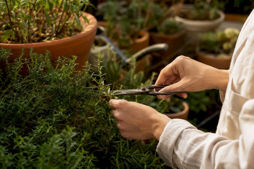 Hands harvesting aromatic Mediterranean herbs