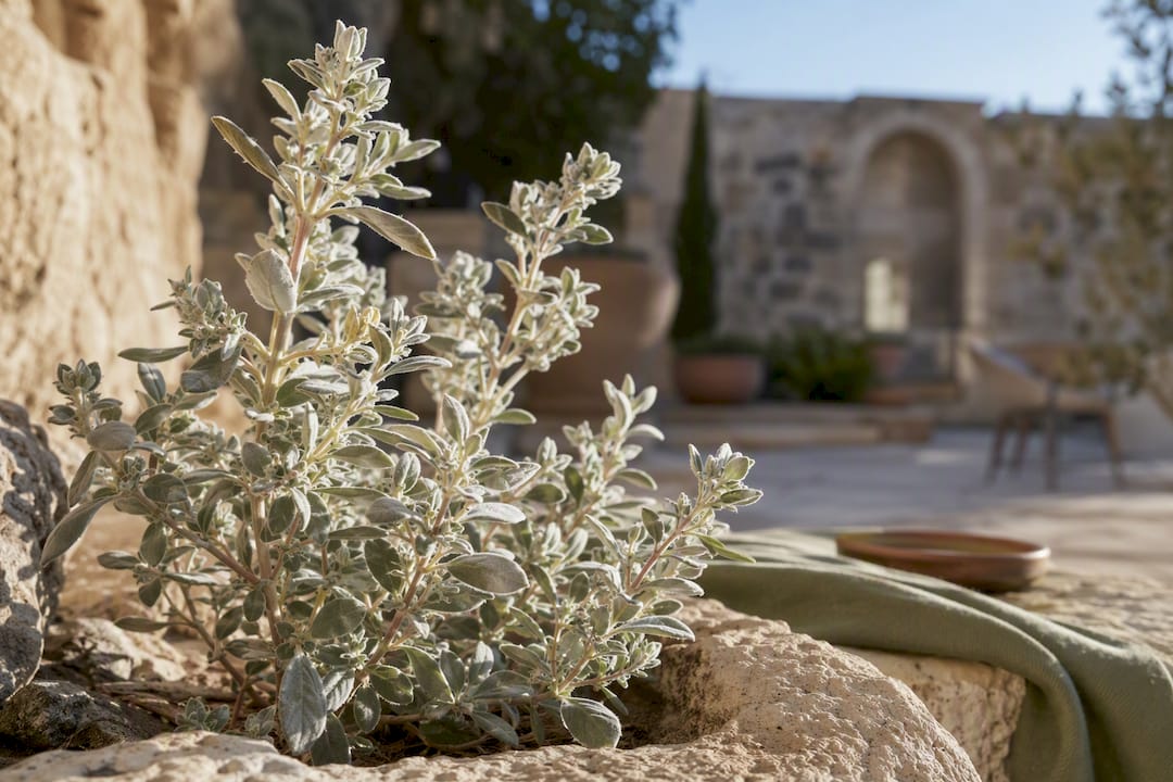 White micromeria plant with felted leaves