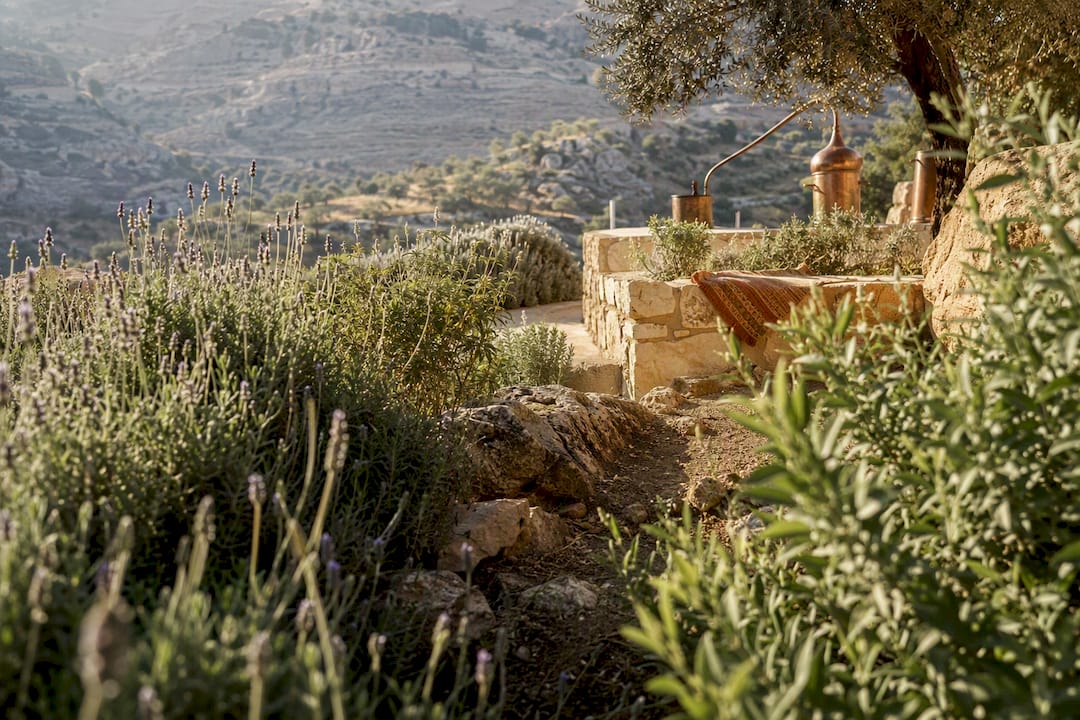 Palestinian botanicals beside a distillation courtyard