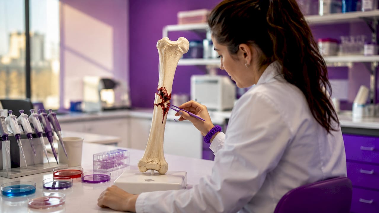 Close-up model showing hematoma at fracture site