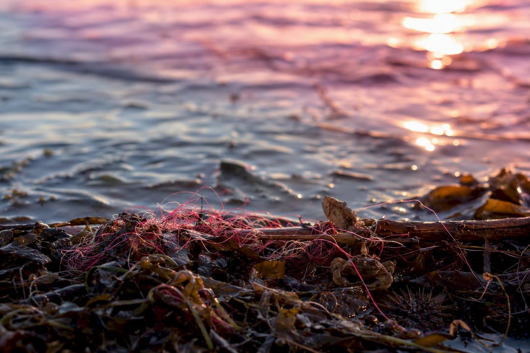 Ocean water with microfibers and plankton