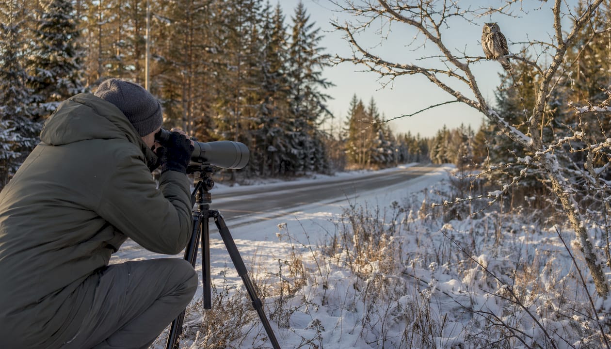 Birder using spotting scope to view owl in winter habitat