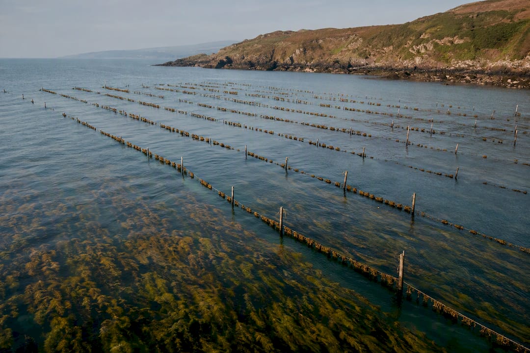 Seaweed lines in a coastal aquaculture farm