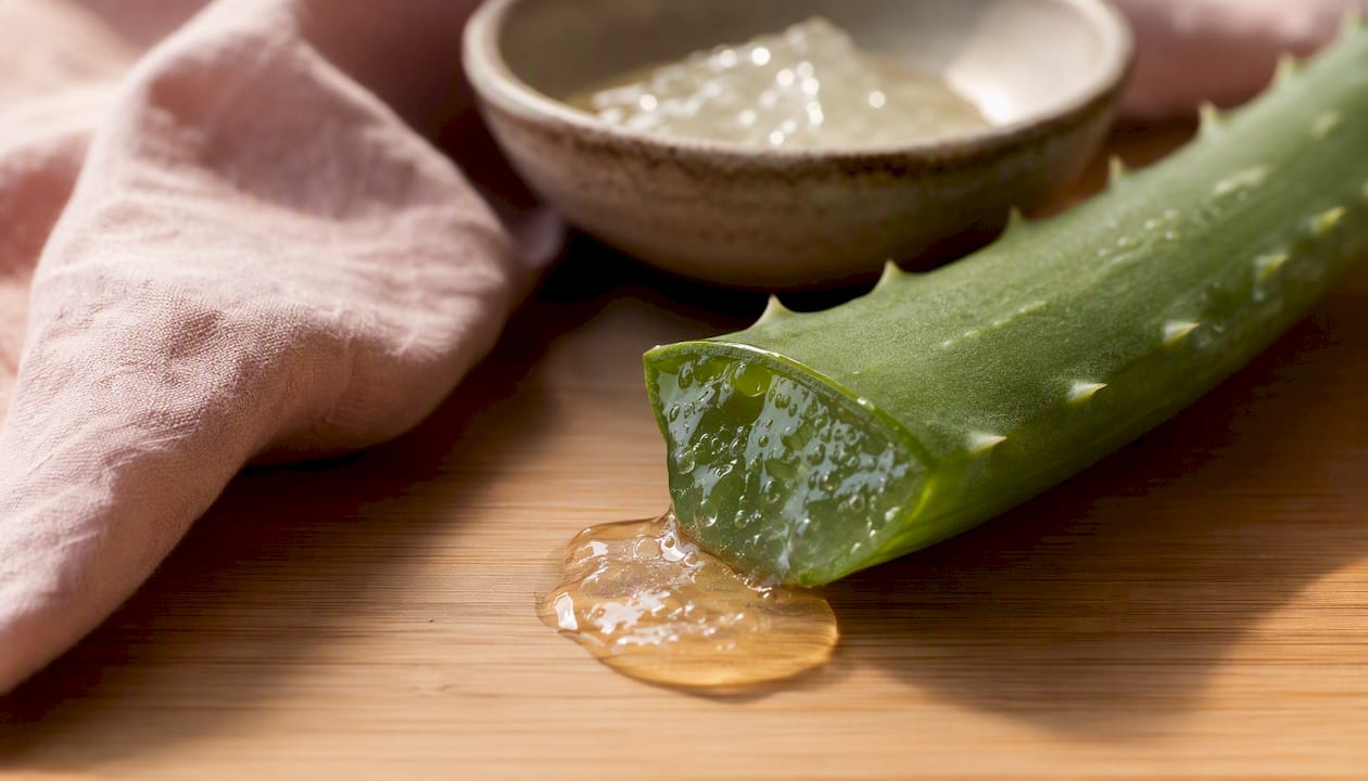 Close-up of aloe vera gel from fresh leaf
