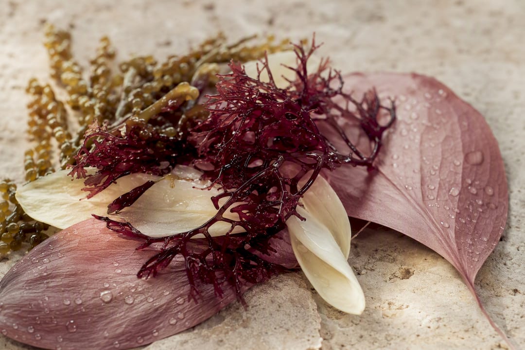 Marine algae and botanical plant extracts close-up