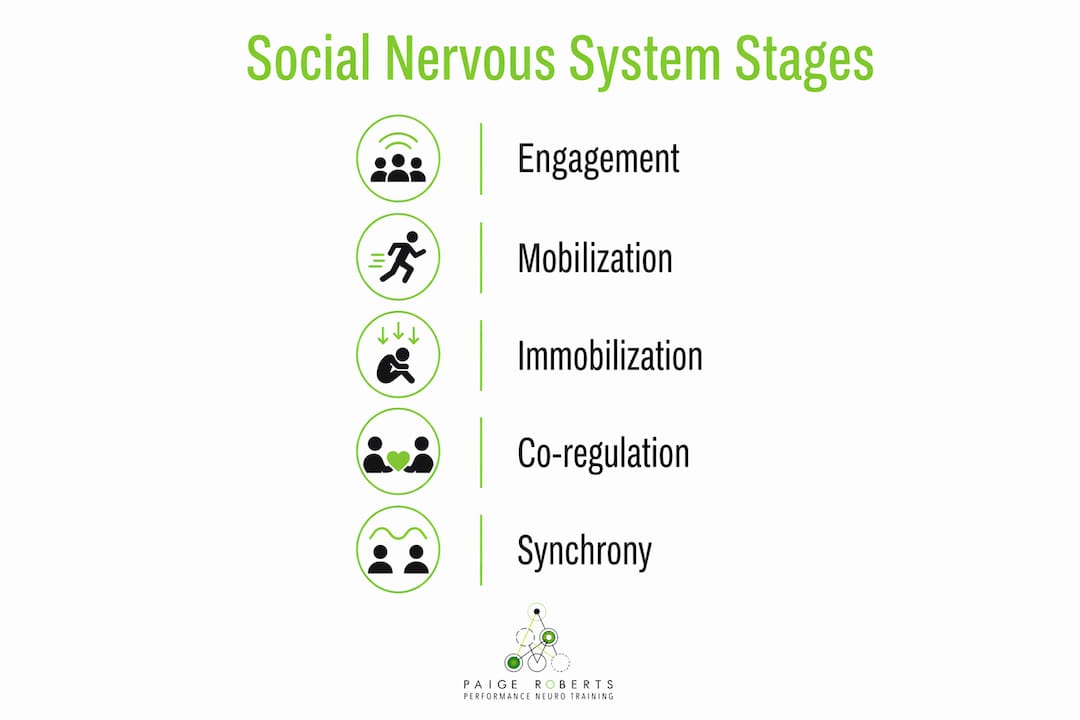 Infographic illustrating social nervous system stages in teams
