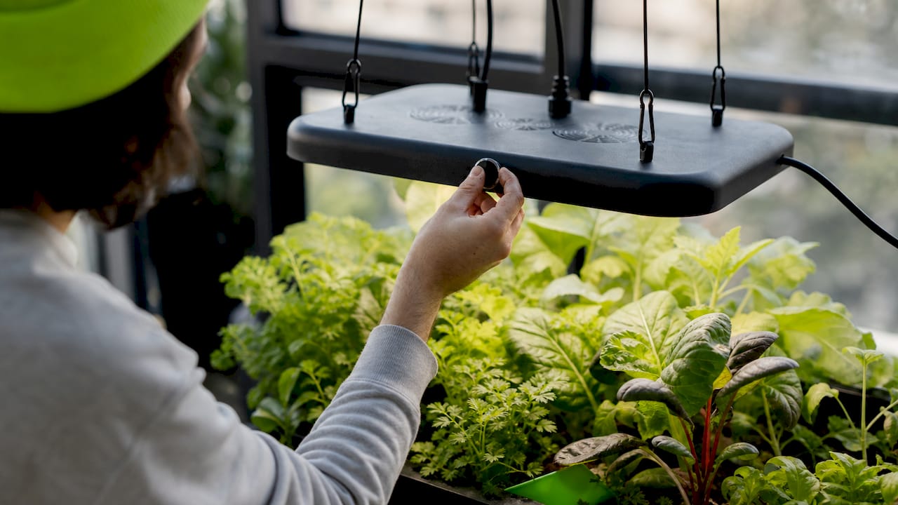 Hands adjusting LED grow light dimmer over vegetables