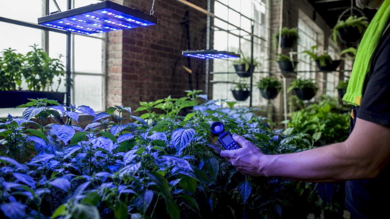 Plants growing under blue LED light with PAR meter
