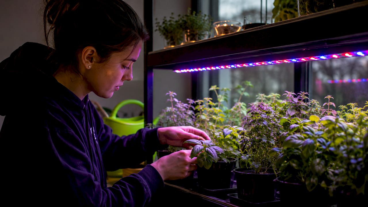 LED grow light strip over young plants indoors