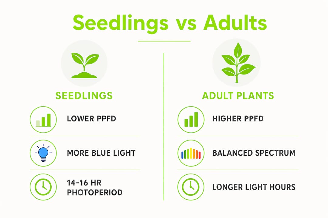 Infographic comparing seedling and adult plant light needs