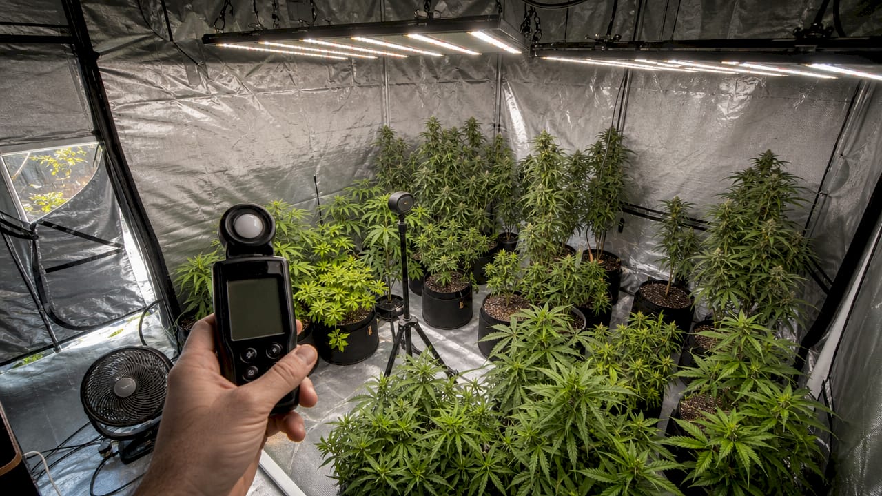 Light meter revealing hotspots and weak zones in canopy