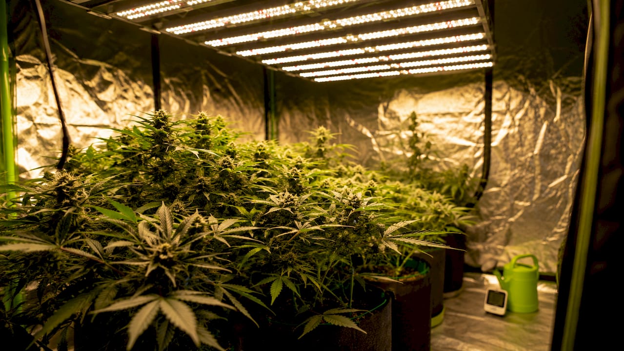 Grow tent light hotspots with reflective walls reducing uneven lighting