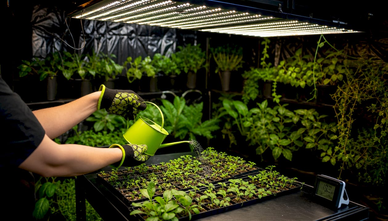 Hands tending seedlings under LED panel light