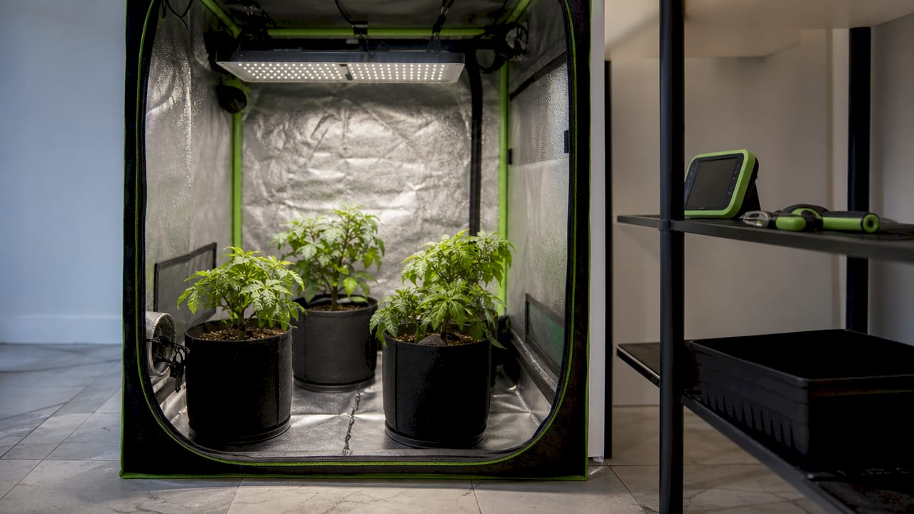 Interior of 2x2 grow tent with thriving plants